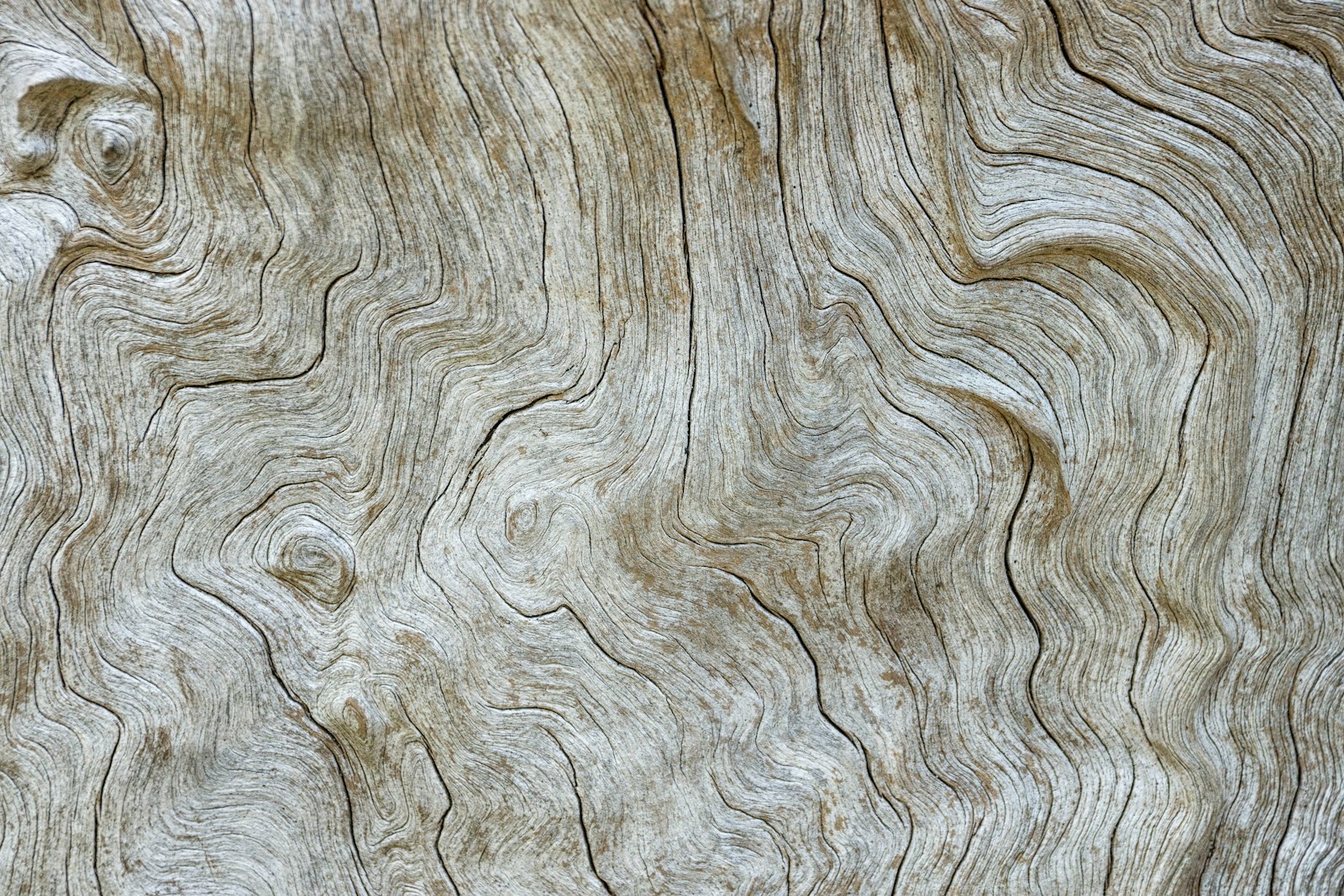 tree trunk surface